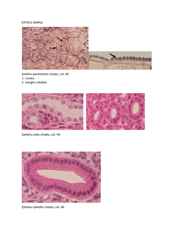 Histologie Lame | PDF | Endocrine System | Glands