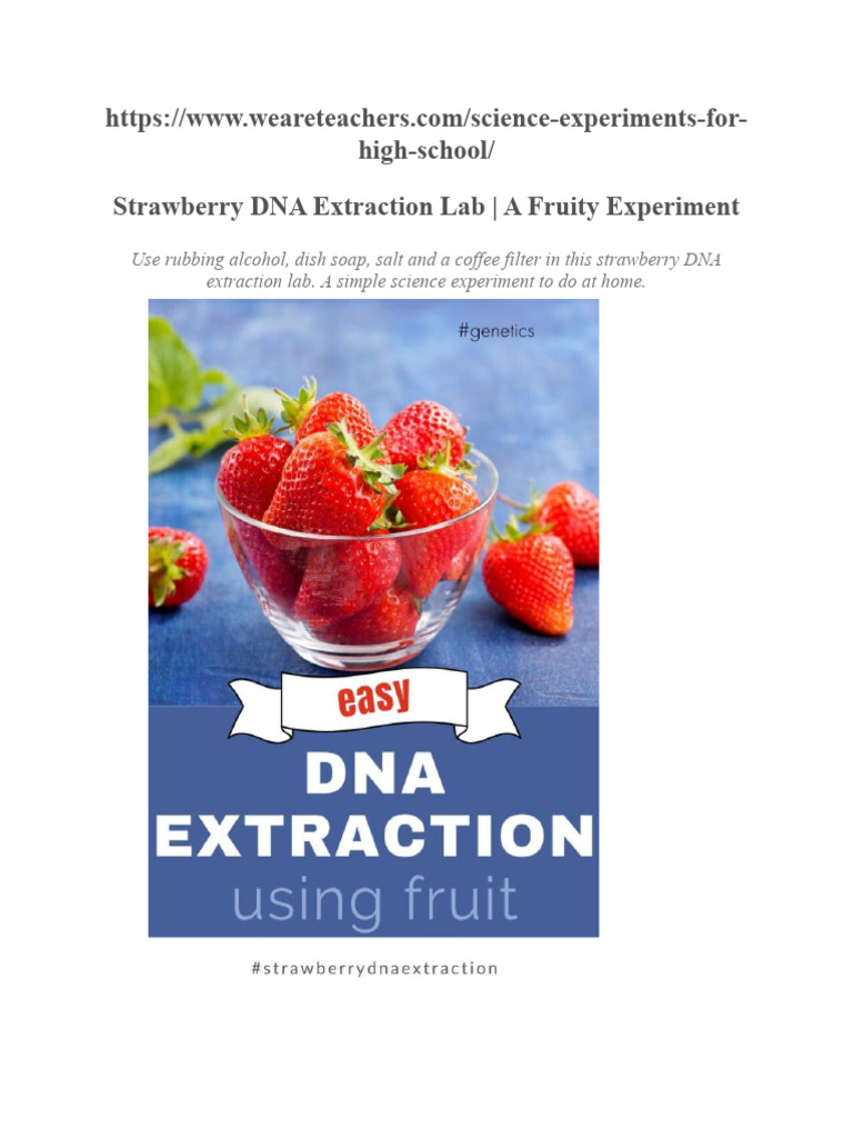 Strawberry DNA Extraction Lab PDF Cell (Biology) Dna