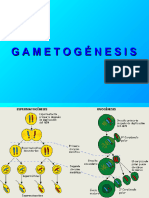 1º Praìct ..Gametogenesis.