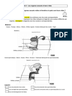 Activité 2 - Les Organes Sexuels Et Leurs Rôles