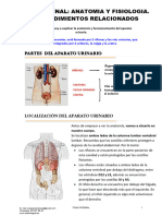 Tema Anatomia Sistema Renal 1