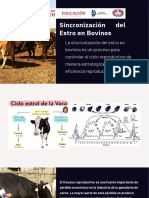 Sincronizacion-del-Estro-en-Bovinos - PDF 20240303 183255 0000.pdf 20240303 184435 0000 PDF