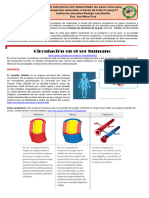 Sistema Circulatorio Humano