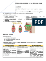 Mucosa Oral