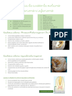 Anatomia de Acesso de Molares Superiores e Inferiores