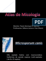 Atlas Micologia