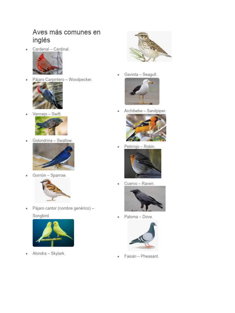 Aves Más Comunes En Inglés Pdf