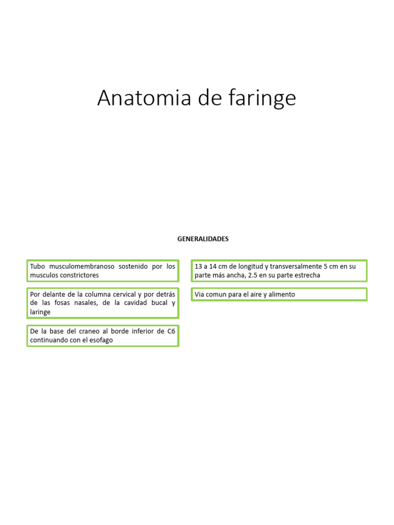 Anatomia De La Laringe Pdf Laringe Sistema Respiratorio