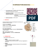 Apparato Riproduttore Maschile