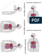 SISTEMA DIGESTIVO (2)