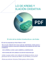 Ciclo de Krebs y Fosforilación Oxidativa