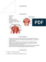 Tarea Incesrioones Torax