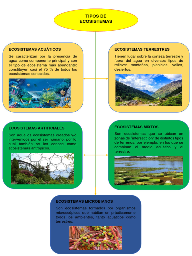 Hoja De Trabajo Con Mapa Conceptual De Ecosistemas Los Ecosistemas