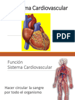 Sistema Cardiovascular 2020