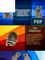 Presentación Sobre Los Mapaches