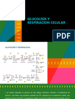 Glucolisis y Respiracion Celular