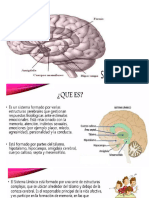 S. Limbico y Corteza Cerebral