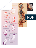 Anatomia y Embriologia Cuadernos