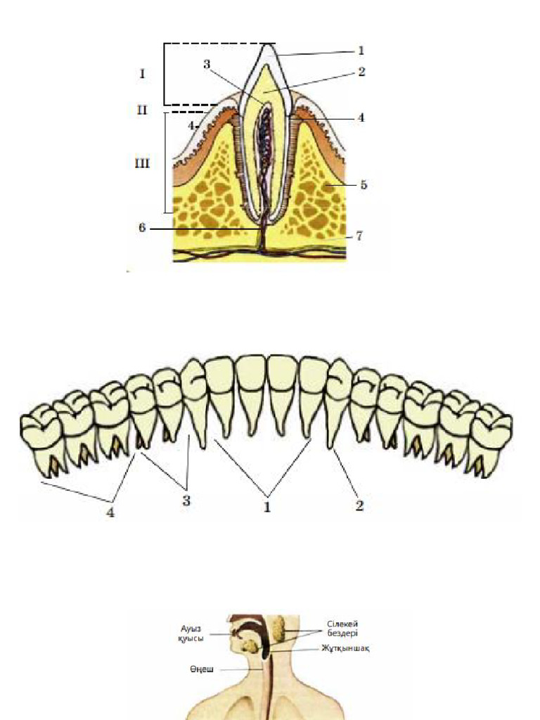 Жыныстық қатынас кезінде ләззат алу
