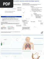 Respiration and The Respiratory System ...