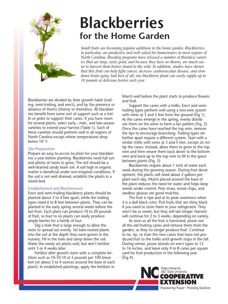 Blackberries PDF Blackberry Raspberry