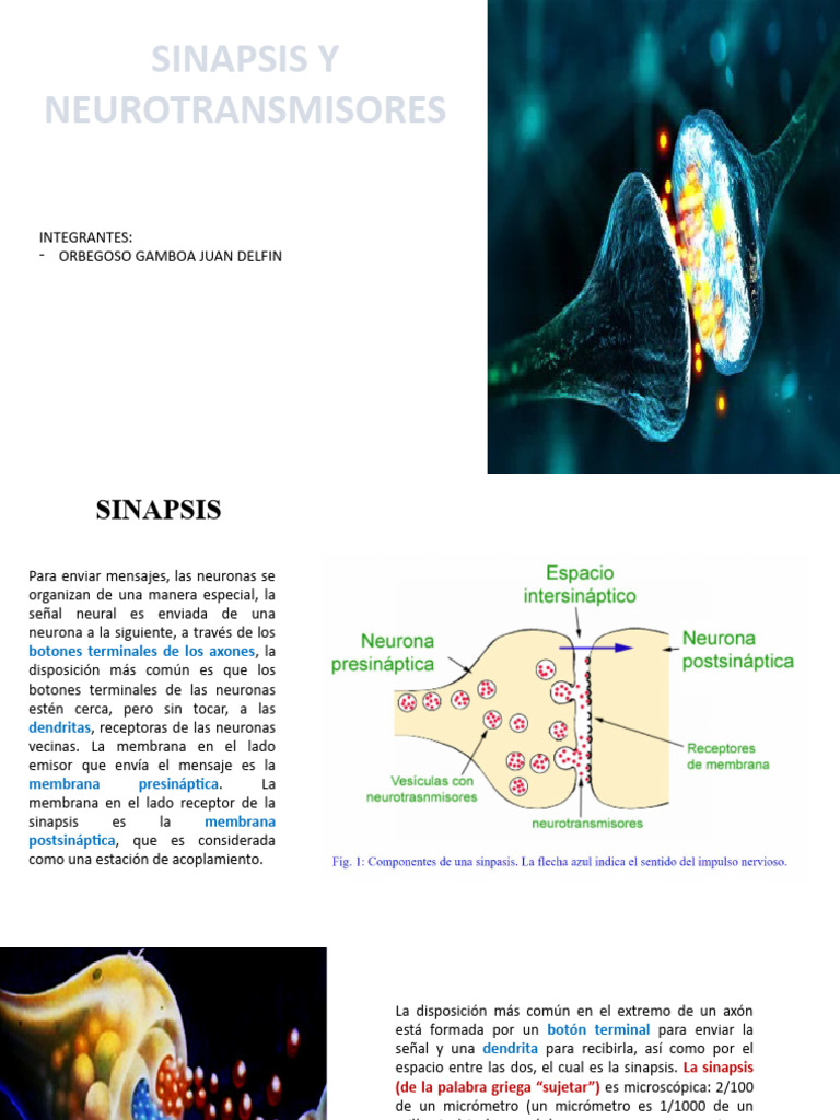 Sinapsis y Neurotransmisores | PDF