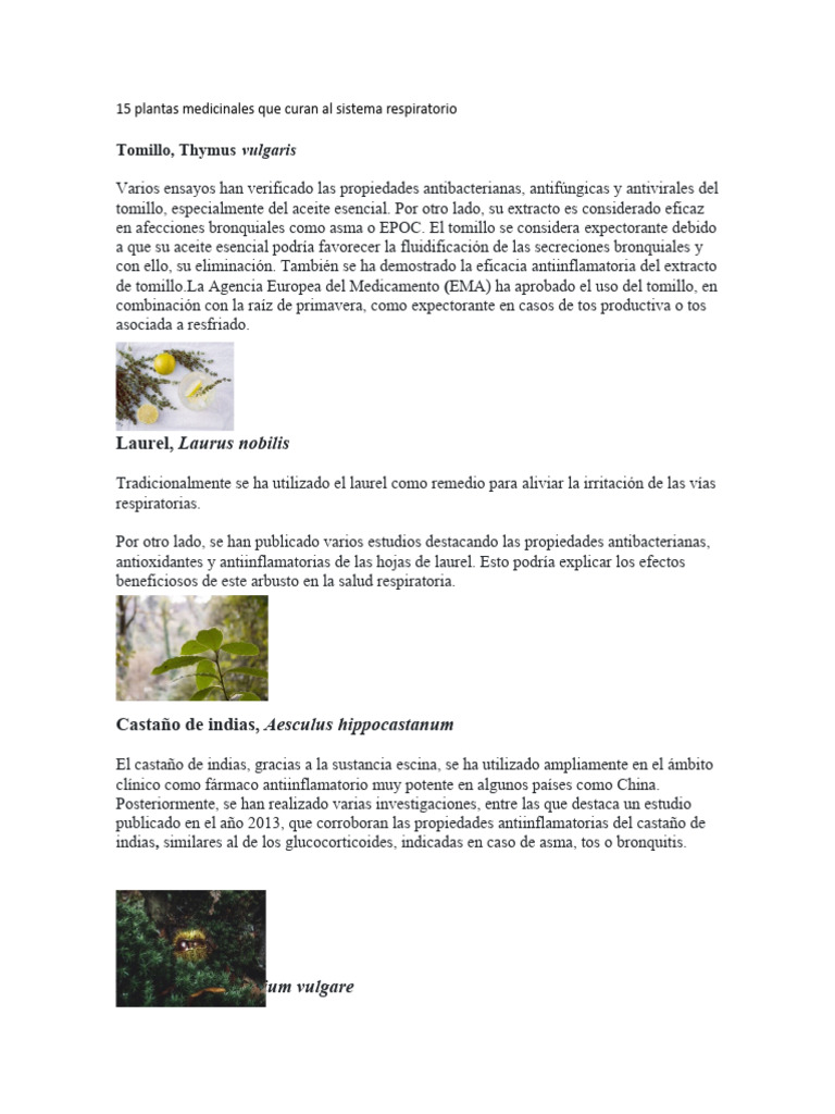 15 Plantas Medicinales Que Curan Al Sistema Respiratorio Pdf Tos