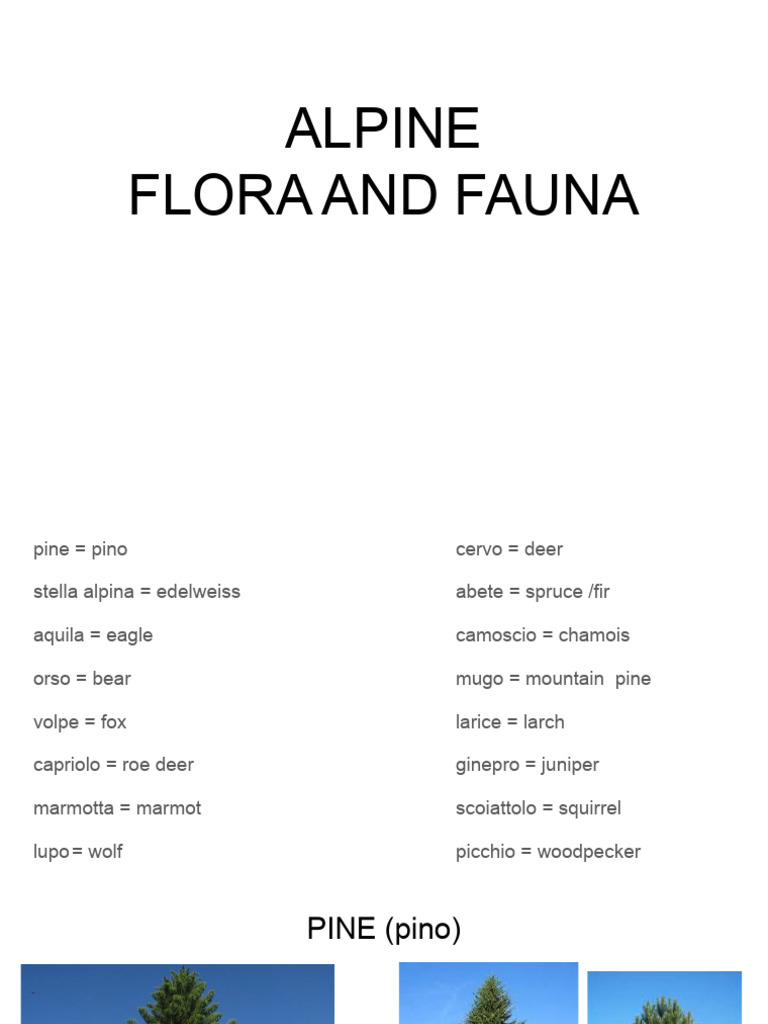Alpine Flora and Fauna | PDF