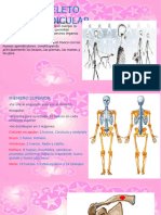 273398467-Anatomia-Esqueleto-Apendicular-Ib