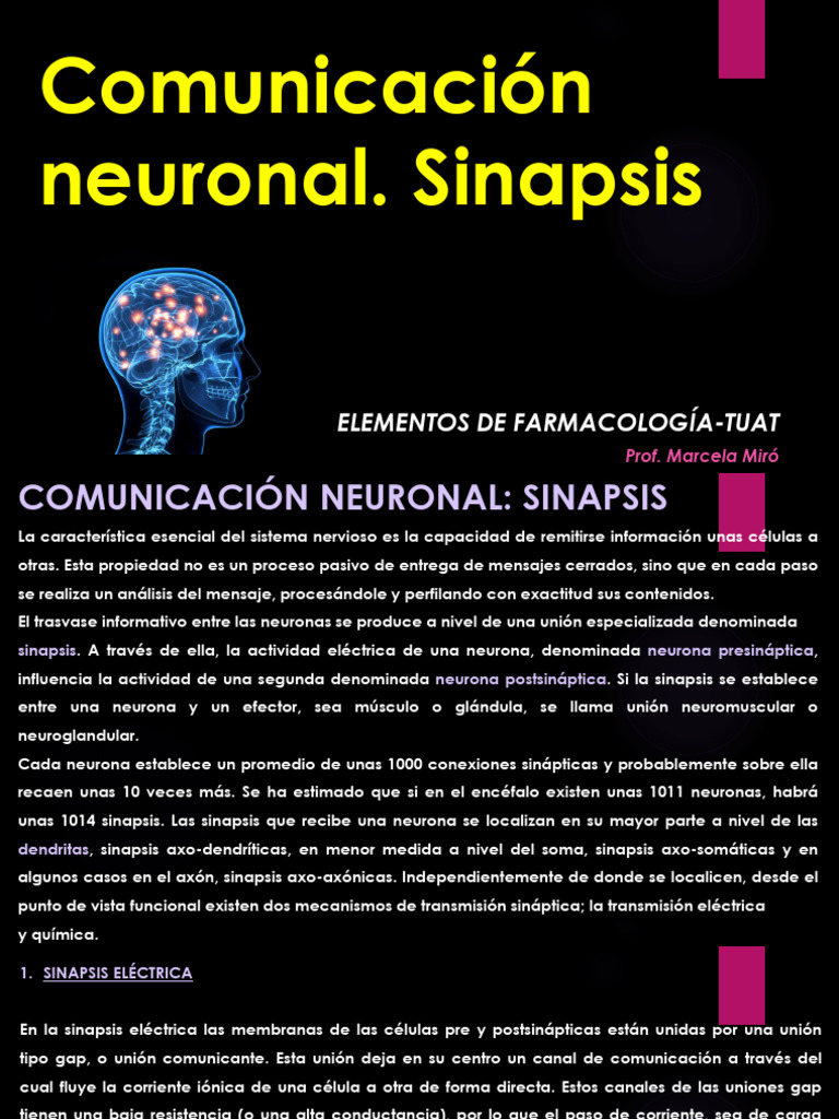 Sinapsis: Comunicación Neuronal y Tipos | PDF | Sinapsis | Neurona