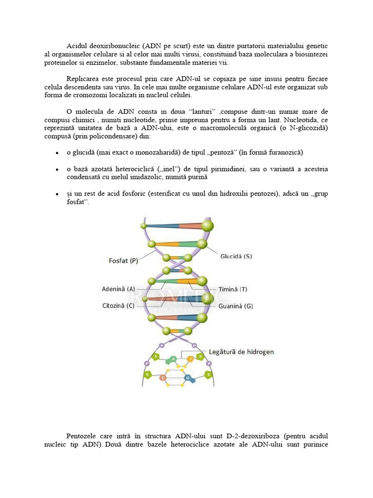 Adn | PDF