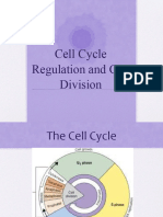 2024cell Cycle Regulation and Cell Division Notes