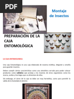 Guía de Montaje de Insectos | PDF | Insectos | Términos anatómicos de ...