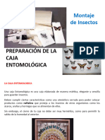 08042024 PREPARACION_DE_LA_CAJA_ENTOMOLOGICA_Mont