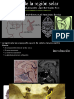 Anatomia de La Region Selar