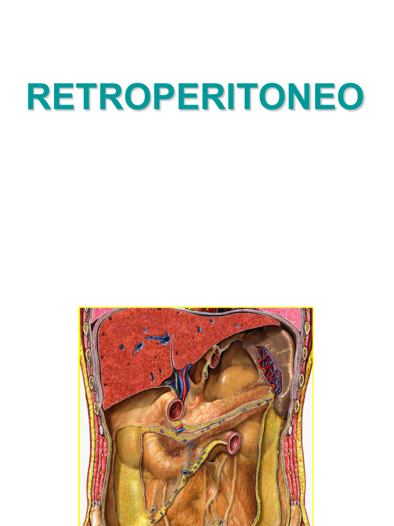 Anatomía y Función del Retroperitoneo | PDF | Riñón | Abdomen