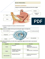 4to - Reproductor Femenino Eskuela