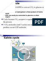 Calvin Cycle