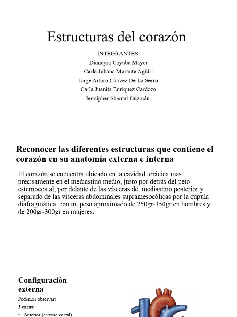 Estructuras Del Corazón Pdf Corazón Ventrículo Corazón