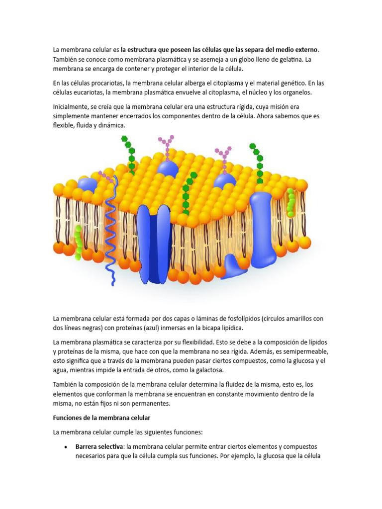 Estructura y funciones de la membrana celular | PDF | Membrana celular ...