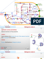 05 Enzymes