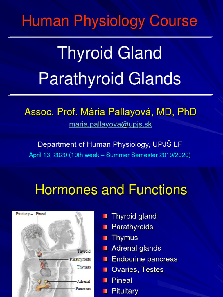 Thyroid Gland | PDF | Thyroid Stimulating Hormone | Hormone