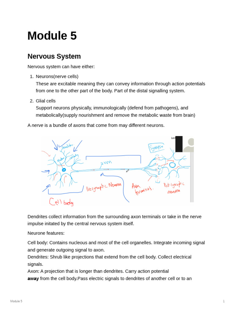Module - 5 Notes | PDF | Immune System | Neuron