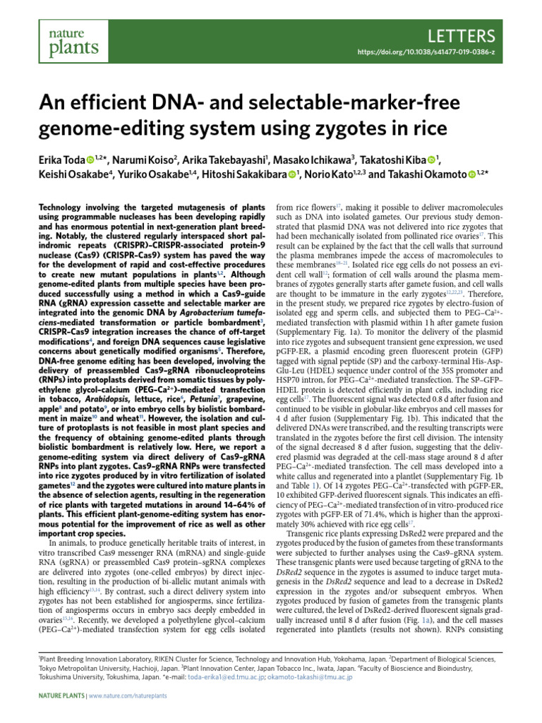 Efficient Genome Editing in Rice Zygotes | PDF | Crispr | Transfection