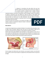 Suelo Pelvico Anatomia - 7-8