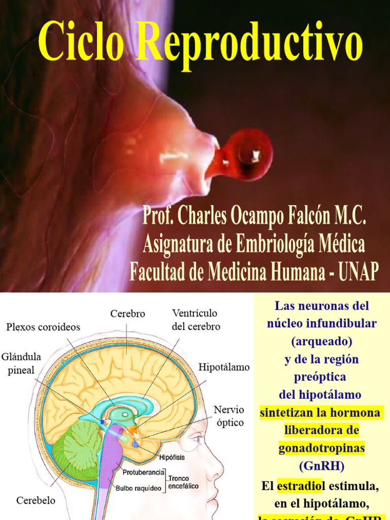 ciclo-reproductivo-pdf-hormona-luteinizante-andr-gino