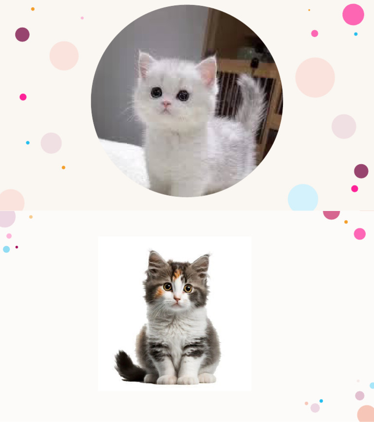Cat | PDF