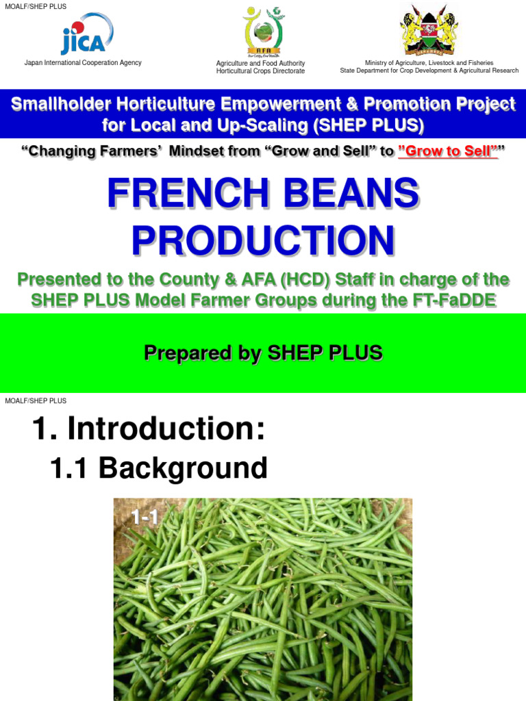 French Beans Production Guide | PDF | Sowing | Green Bean