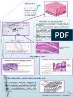 Epitelio Cilindrico Simple
