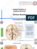 6 Nucleos Basales 2